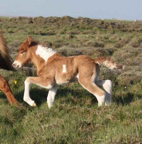 ljnslpp_og_sonur_8_jn_10_003