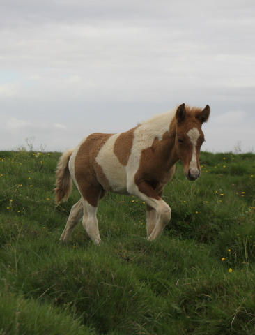 lfads_hj_s_aug.11_012-1