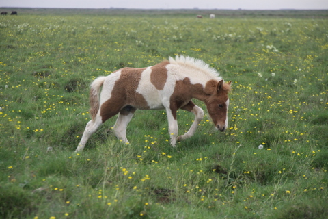 lfads_hj_s_aug.11_031