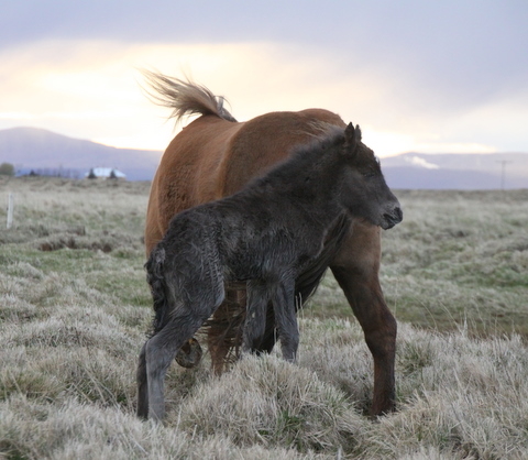 snilld_og_sonur_2011_017